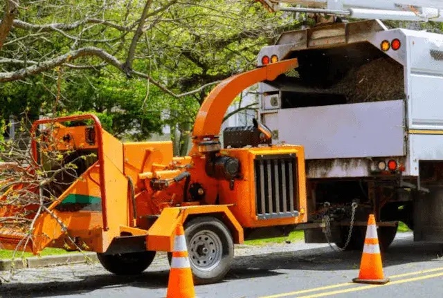 tree removal union nj
