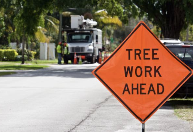 tree removal Rahway nj