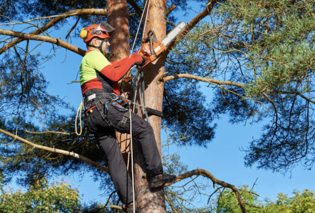 tree trimming union nj