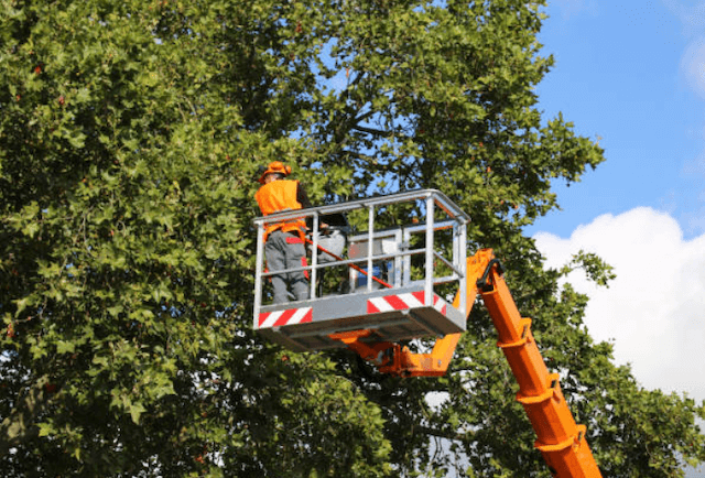 tree trimming union