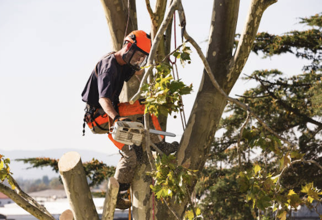tree removal union