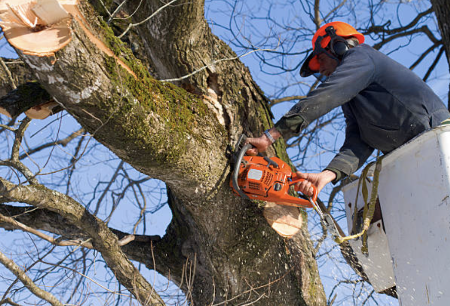tree trimming Rahway nj