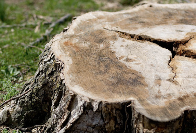 stump grinding Rahway nj
